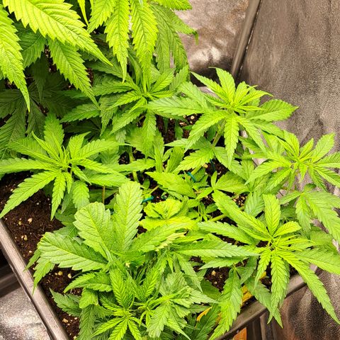 Wedding Cake WeedSeedShop growlog timeline photo