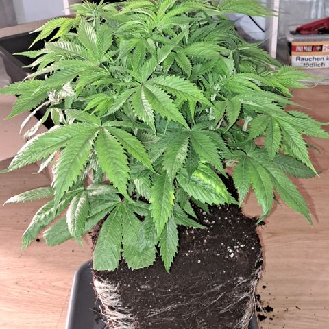 Wedding Cake WeedSeedShop growlog timeline photo