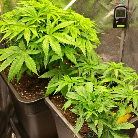 Wedding Cake WeedSeedShop growlog timeline photo