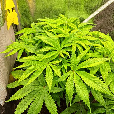 Wedding Cake WeedSeedShop growlog timeline photo
