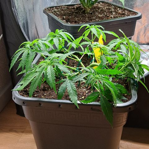 Wedding Cake WeedSeedShop growlog photo: Wedding Cake wurde an einem Ast getoppt (vermutlich die Hauptcola).
Und wurde breiter auseinander gezogen damit sie mehr Luft in der Mitte hat, zum zirkulieren wegen der Schimmelgefahr.