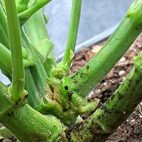 Wedding Cake WeedSeedShop growlog photo: Wedding Cake wurde an einem Ast getoppt (vermutlich die Hauptcola).
Und wurde breiter auseinander gezogen damit sie mehr Luft in der Mitte hat, zum zirkulieren wegen der Schimmelgefahr.