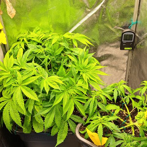 Wedding Cake WeedSeedShop growlog photo: Wedding Cake wurde an einem Ast getoppt (vermutlich die Hauptcola).
Und wurde breiter auseinander gezogen damit sie mehr Luft in der Mitte hat, zum zirkulieren wegen der Schimmelgefahr.