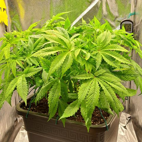 Wedding Cake WeedSeedShop growlog photo: Wedding Cake wurde an einem Ast getoppt (vermutlich die Hauptcola).
Und wurde breiter auseinander gezogen damit sie mehr Luft in der Mitte hat, zum zirkulieren wegen der Schimmelgefahr.
