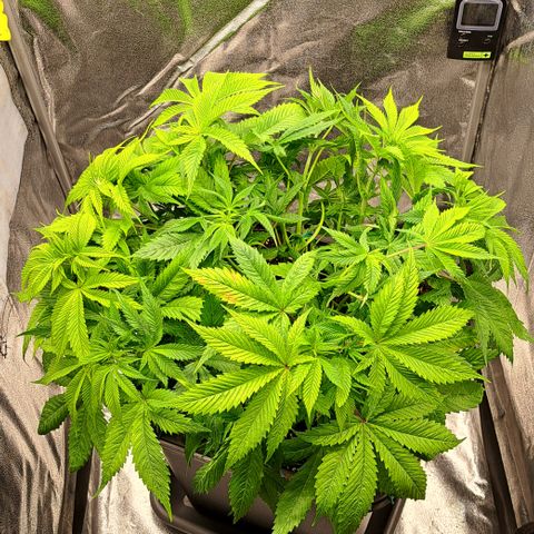 Wedding Cake WeedSeedShop growlog photo: Wedding Cake wurde an einem Ast getoppt (vermutlich die Hauptcola).
Und wurde breiter auseinander gezogen damit sie mehr Luft in der Mitte hat, zum zirkulieren wegen der Schimmelgefahr.