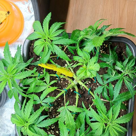 Wedding Cake WeedSeedShop growlog photo: Wedding Cake wurde an einem Ast getoppt (vermutlich die Hauptcola).
Und wurde breiter auseinander gezogen damit sie mehr Luft in der Mitte hat, zum zirkulieren wegen der Schimmelgefahr.