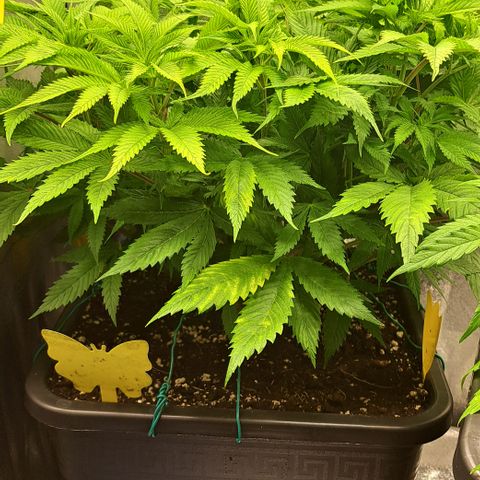 Wedding Cake WeedSeedShop growlog photo: Licht umgestellt 12/12
100% Dimmung 
38cm Abstand
