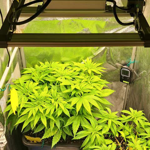Wedding Cake WeedSeedShop growlog photo: Licht umgestellt 12/12
100% Dimmung 
38cm Abstand
