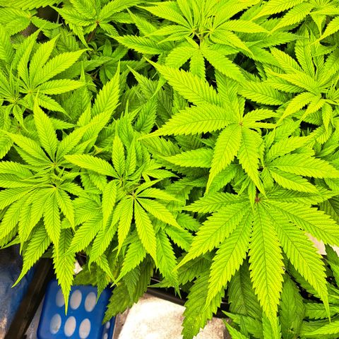 Wedding Cake WeedSeedShop growlog photo: Licht umgestellt 12/12
100% Dimmung 
38cm Abstand
