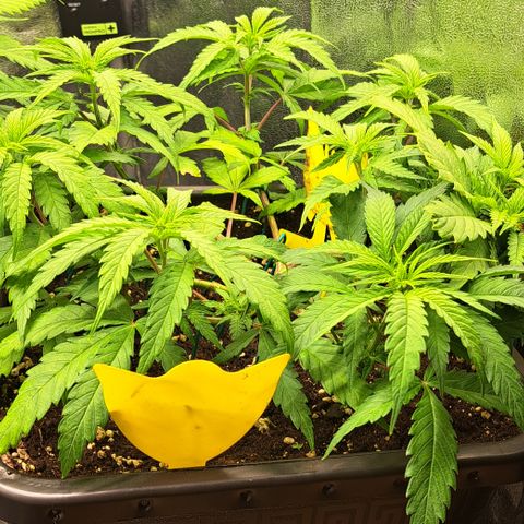 Wedding Cake WeedSeedShop growlog photo: Licht umgestellt 12/12
100% Dimmung 
38cm Abstand
