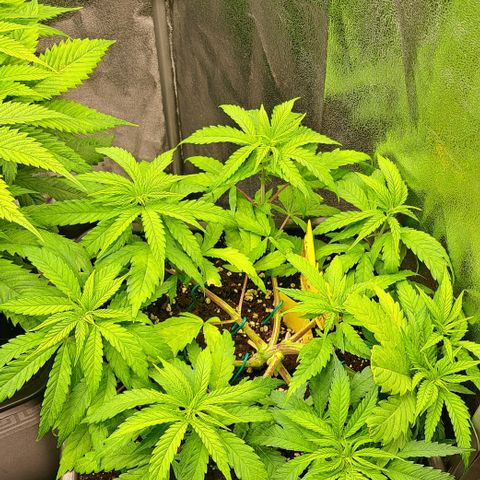 Wedding Cake WeedSeedShop growlog photo: Licht umgestellt 12/12
100% Dimmung 
38cm Abstand
