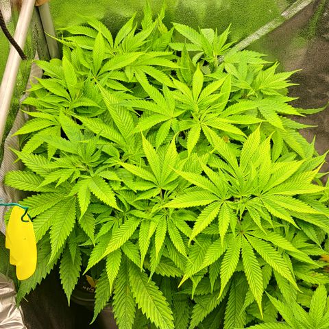 Wedding Cake WeedSeedShop growlog timeline photo