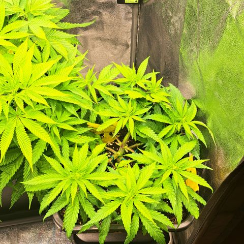 Wedding Cake WeedSeedShop growlog timeline photo