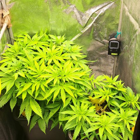 Wedding Cake WeedSeedShop growlog timeline photo