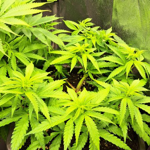 Wedding Cake WeedSeedShop growlog timeline photo