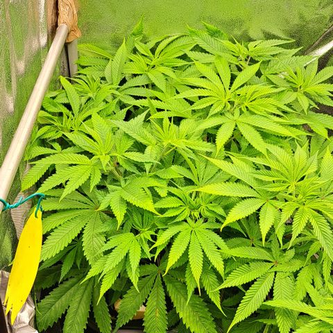 Wedding Cake WeedSeedShop growlog timeline photo