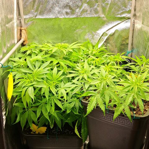 Wedding Cake WeedSeedShop growlog timeline photo