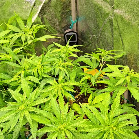Wedding Cake WeedSeedShop growlog timeline photo