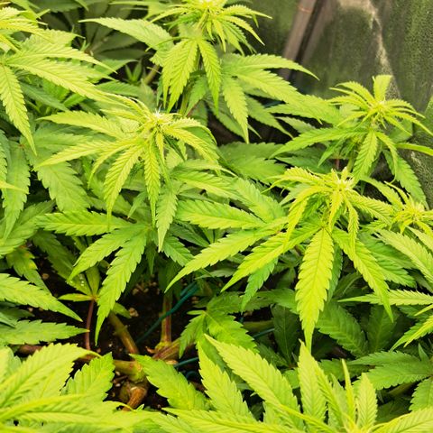Wedding Cake WeedSeedShop growlog timeline photo