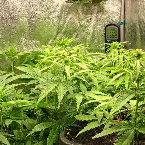 Wedding Cake WeedSeedShop growlog timeline photo