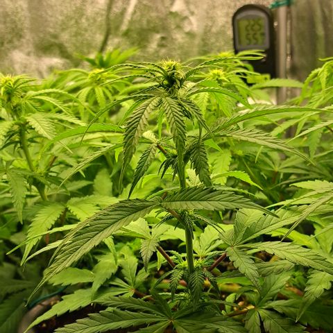 Wedding Cake WeedSeedShop growlog timeline photo