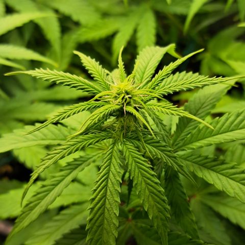 Wedding Cake WeedSeedShop growlog timeline photo