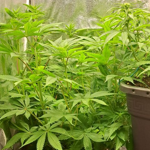 Wedding Cake WeedSeedShop growlog timeline photo