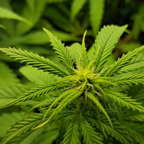Wedding Cake WeedSeedShop growlog timeline photo