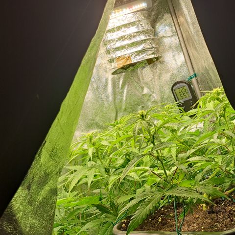 Wedding Cake WeedSeedShop growlog timeline photo