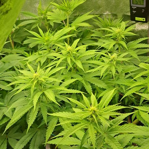 Wedding Cake WeedSeedShop growlog timeline photo