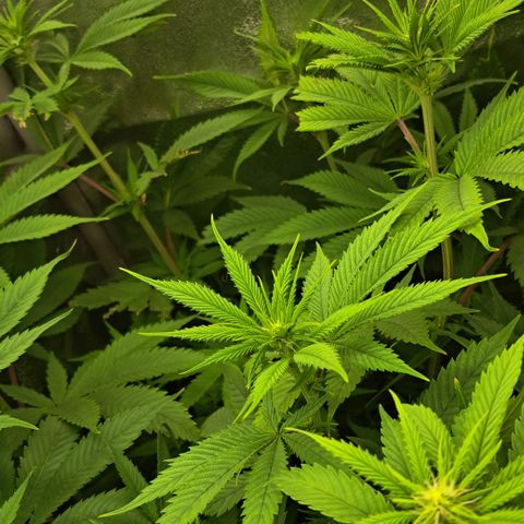 Wedding Cake WeedSeedShop growlog timeline photo