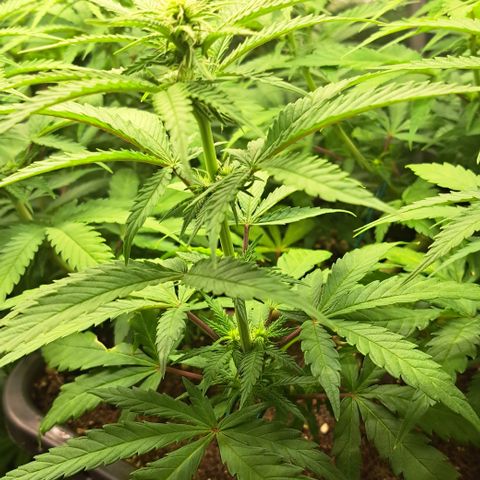 Wedding Cake WeedSeedShop growlog timeline photo