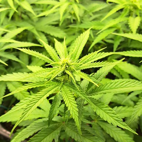 Wedding Cake WeedSeedShop growlog timeline photo