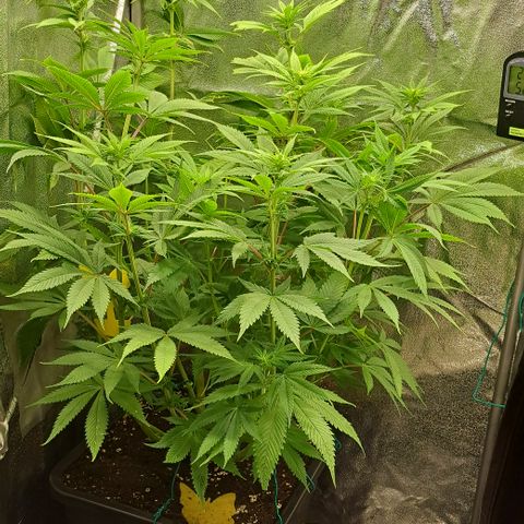 Wedding Cake WeedSeedShop growlog timeline photo