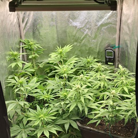 Wedding Cake WeedSeedShop growlog timeline photo