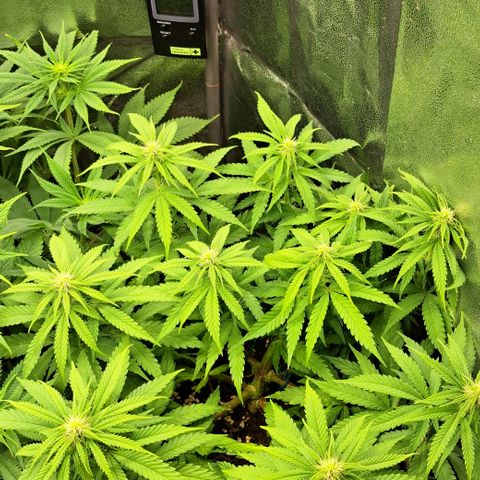Wedding Cake WeedSeedShop growlog timeline photo