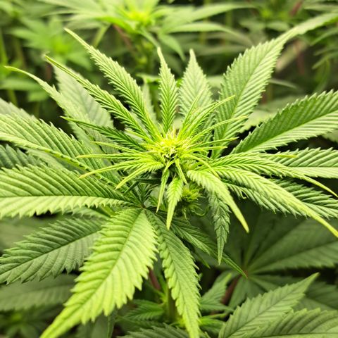 Wedding Cake WeedSeedShop growlog timeline photo
