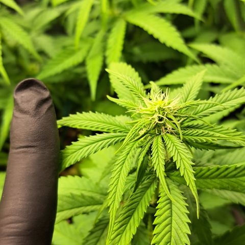 Wedding Cake WeedSeedShop growlog timeline photo