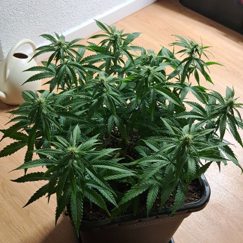 Wedding Cake WeedSeedShop growlog timeline photo