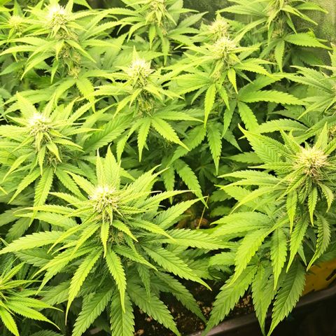 Wedding Cake WeedSeedShop growlog timeline photo