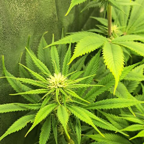Wedding Cake WeedSeedShop growlog timeline photo