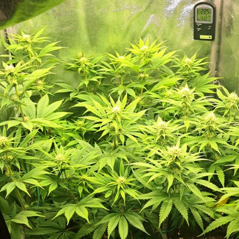 Wedding Cake WeedSeedShop growlog timeline photo