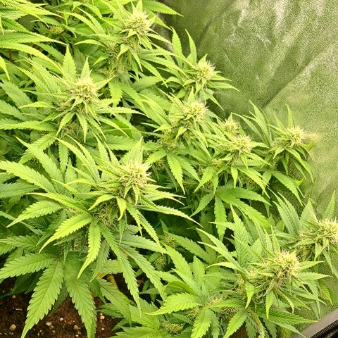 Wedding Cake WeedSeedShop growlog timeline photo