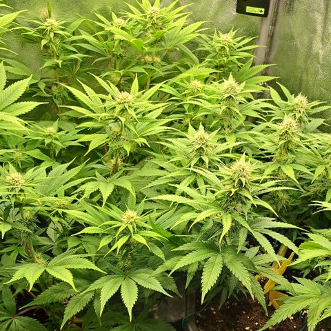 Wedding Cake WeedSeedShop growlog timeline photo