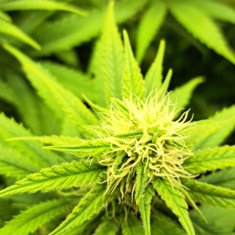 Wedding Cake WeedSeedShop growlog timeline photo