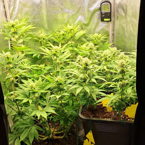 Wedding Cake WeedSeedShop growlog timeline photo