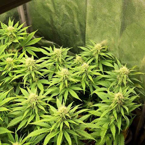 Wedding Cake WeedSeedShop growlog timeline photo