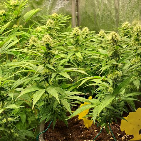 Wedding Cake WeedSeedShop growlog timeline photo