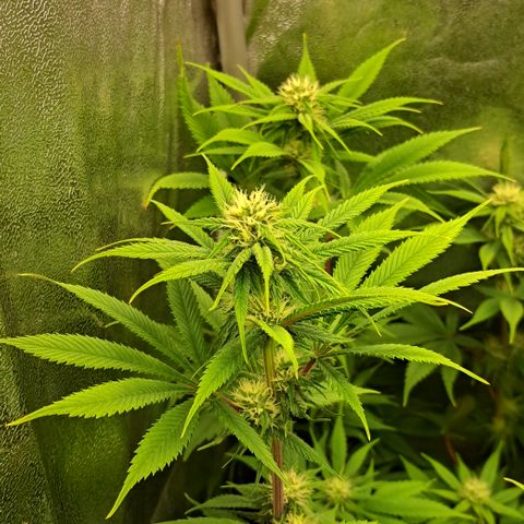 Wedding Cake WeedSeedShop growlog timeline photo