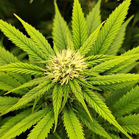 Wedding Cake WeedSeedShop growlog timeline photo